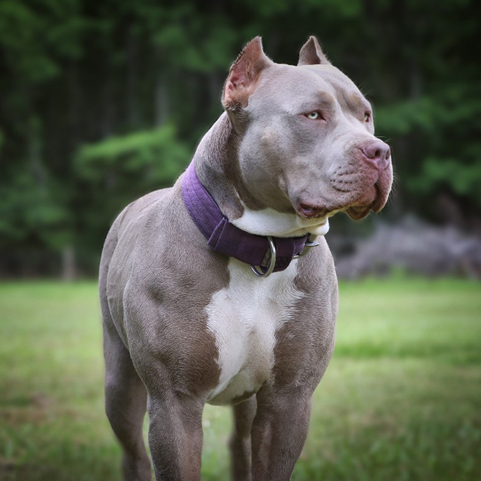 XL American Bully Females | Big O Bullies