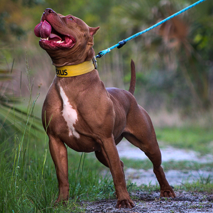 XL American Bully Females | Big O Bullies