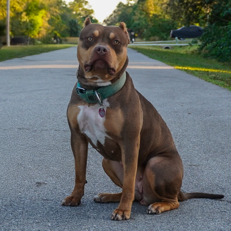 Big O Rebel is a chocolate tri American Bully XL Pitbull style located in southwest Florida