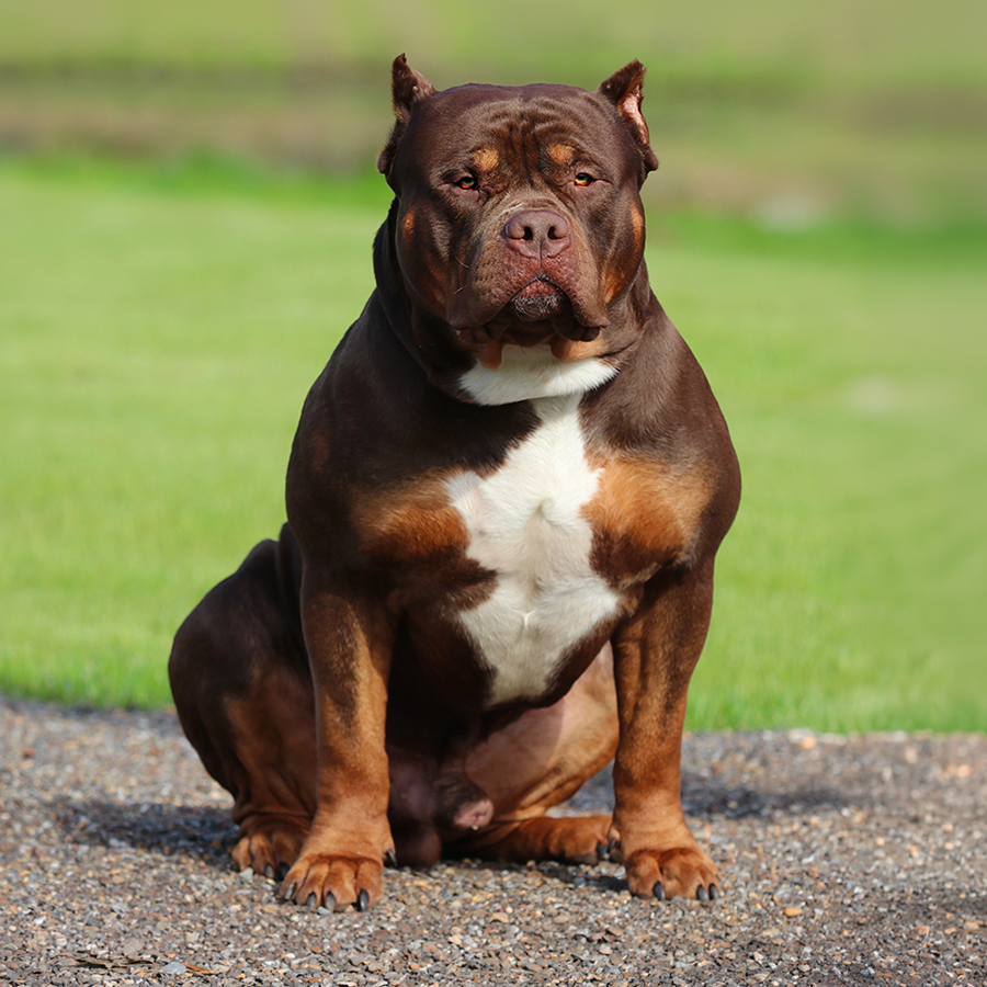 Five Star Kimbo of Gatorhead Bullies is a chocolate tri XL American Bully stud in Mississippi