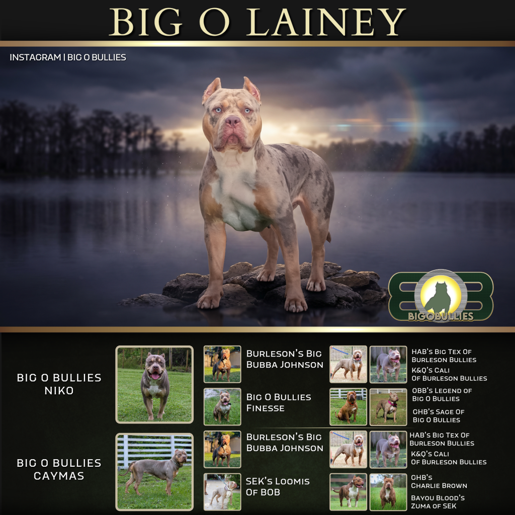 Big O Lainey pedigree banner