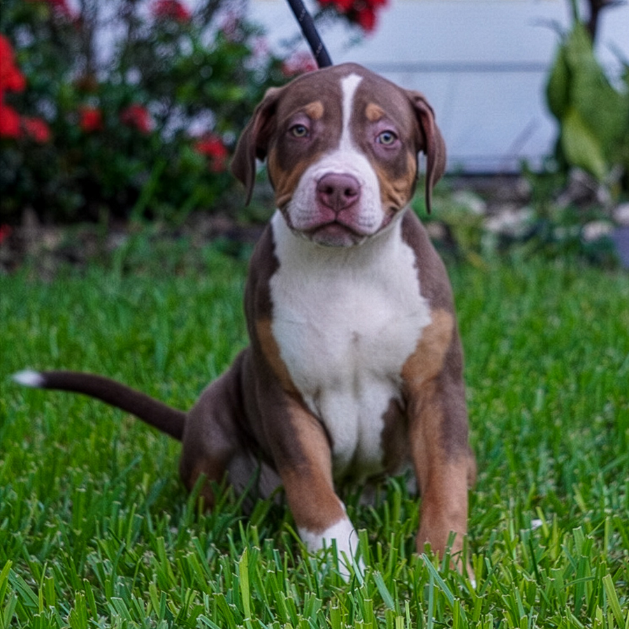 A flashy UKC ABKC XL American Bully chocolate tri puppy sittingin the grass in SW Florida