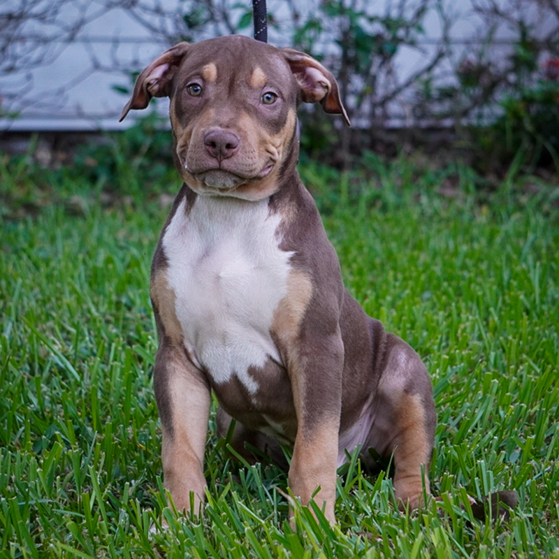 ABKC chocolate tri XL Bully puppies for sale in Southern FL