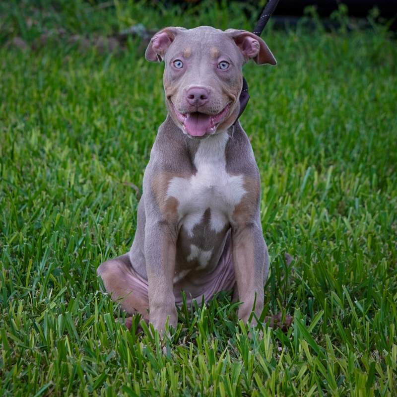 ABKC lilac tri American Bully puppy for sale in florida