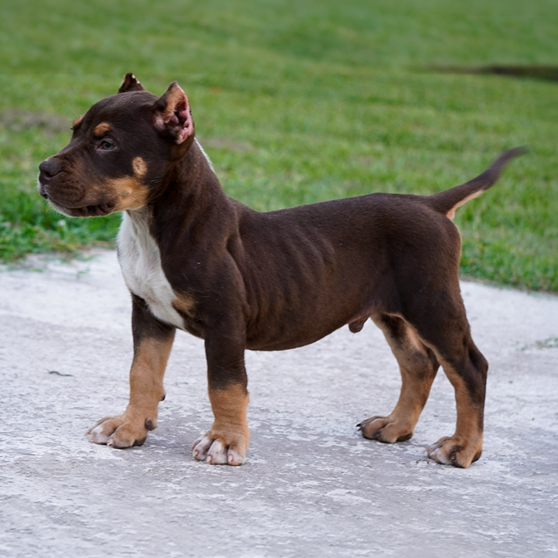 UKC chocolate tri merle XL Bully for sale in Southern Florida