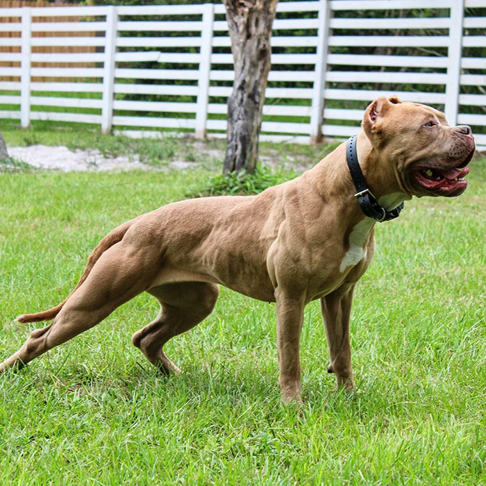 Big-O-bullies-of-florida-only-produces-lean-and-very-muscular-xl-bully-puppies-for-sale-to-the-public-near-fl