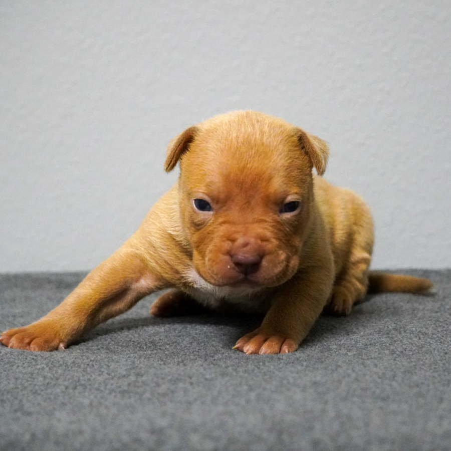 A red female Bully puppy on grey carpet, standing and looking straight at the camera