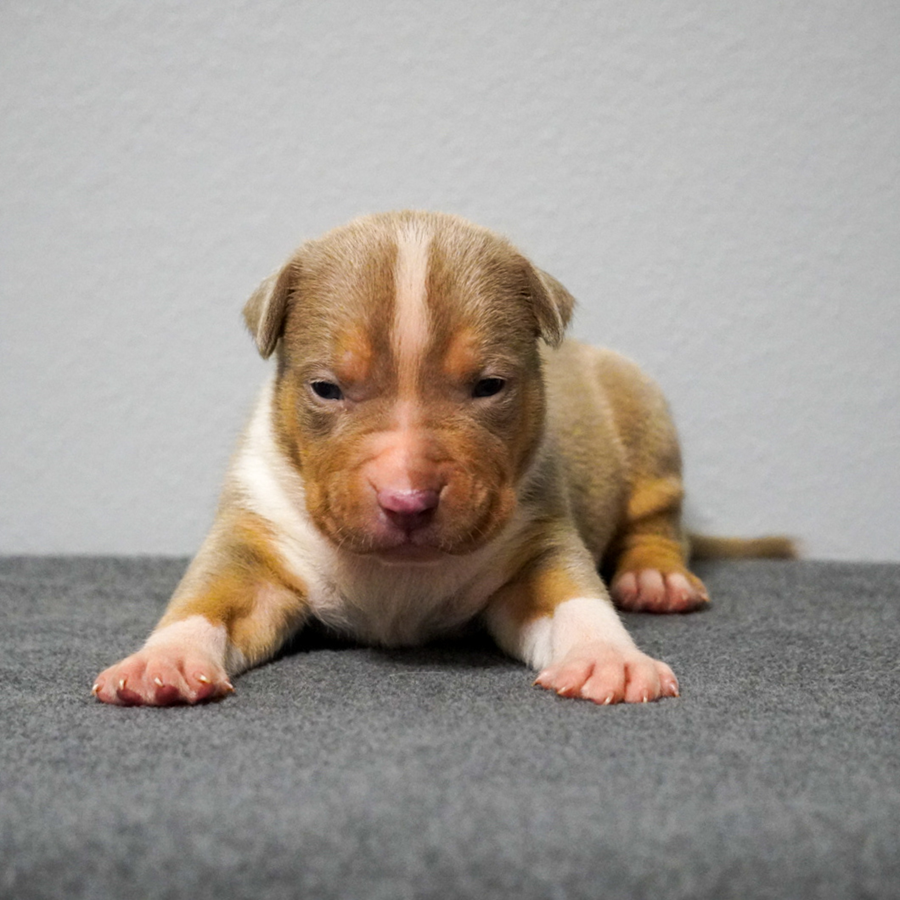 A lilac ti XL American Bully puppy on grey carpet, gazing at the camera