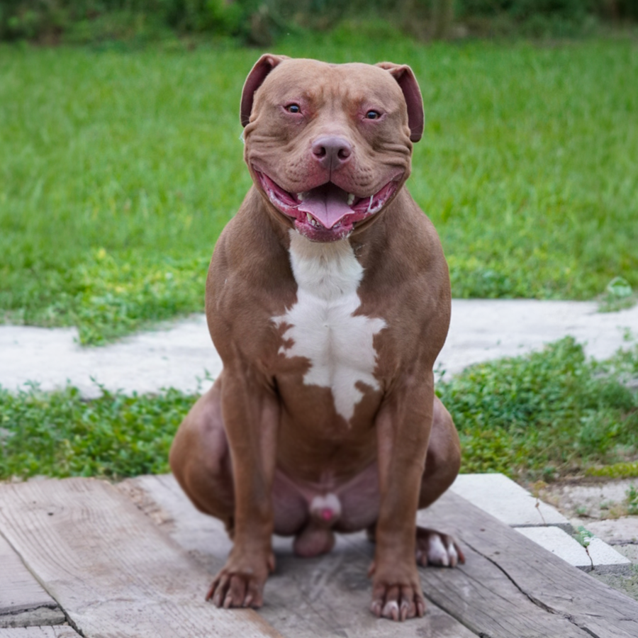 Rednose XL Bully Pitbull Stud in Florida Big O Kong