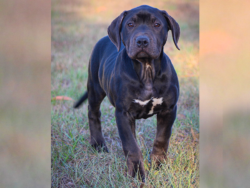 Black Female XL Bully puppy