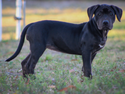 black xl bully for sale