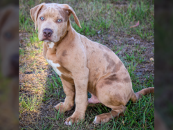 chocolate merle bully 1