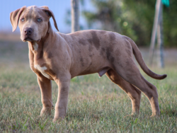 chocolate merle xl bully 1