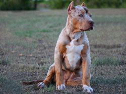 chocolate tri merle xl bully
