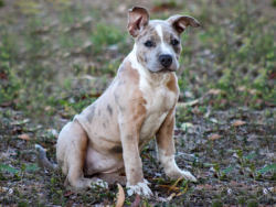 lilac merle bully puppy for sale