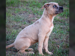phantom merle bully puppy