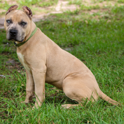 fawn ghost merle xl bully puppies for sale