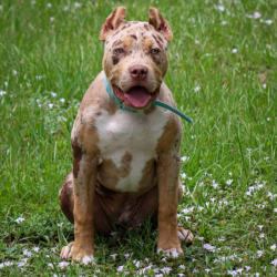 lilac merle xl bullies for sale