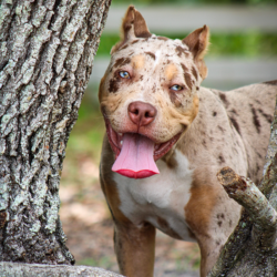 merle bully breeders near me