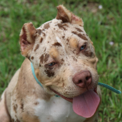 xl merle bully breeders florida