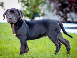 black xl pitbull puppy