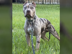 blue merle american bully puppies
