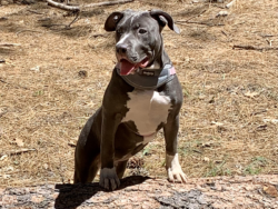 blue pitbull puppies for sale florida