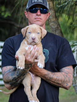champagne american bullies for sale