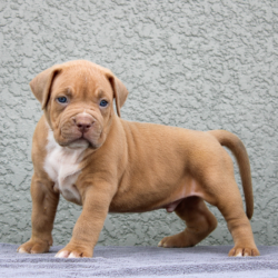 champagne american bullies puppies