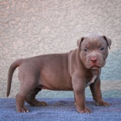 chocolate tri American bully xl breeders kennels