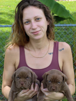 chocolate bully xl puppies