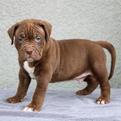 chocolate merle American bully pitbull puppies