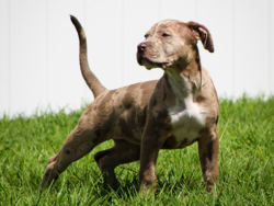 chocolate merle american bully puppy