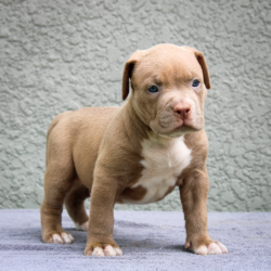 chocolate tri american bully puppies
