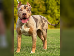chocolate tri merle xl american bully puppy for sale