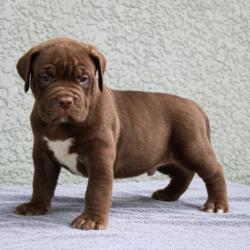 chocolate xl american bullies puppy