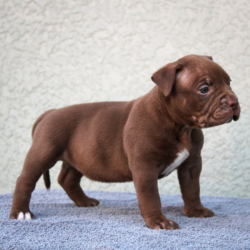 chocolate xl pitbull puppies near me