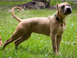 fawn merle xl bully puppy
