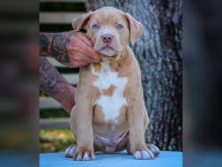 lilac american bully puppy