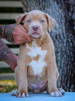 lilac american bully puppy