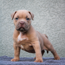 lilac fawn american bully puppy near me