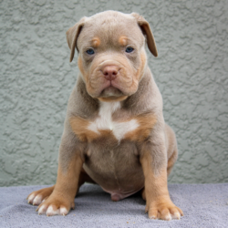 lilac tri american bully xl puppy for sale