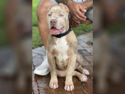 lilac tri merle americann bully