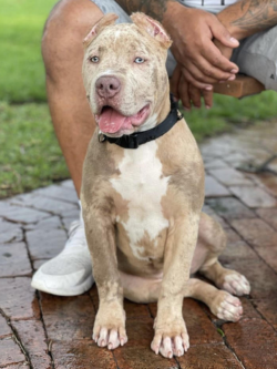lilac tri merle American bully