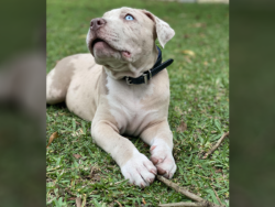 pitbull puppy blue eyes