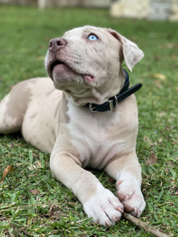 pitbull puppy blue eyes