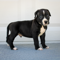 black xl bully puppy for sale