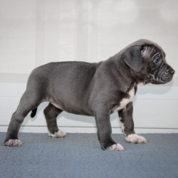 blue xl pitbull puppy for sale