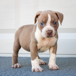 champagne american bully puppy for sale