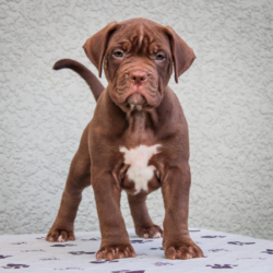 chocolate american bully xl breeder